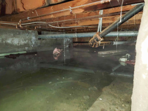 Best Flood damage cleanup  in Folsom, PA