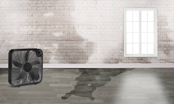 Best Water damage restoration specialists  in Folsom, PA